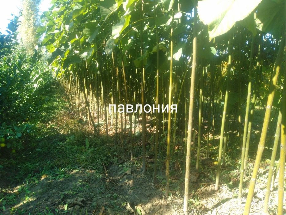 Павлония туя Сасна каталпа ясин