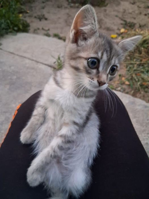 Котенок ищет любящих хозяев
