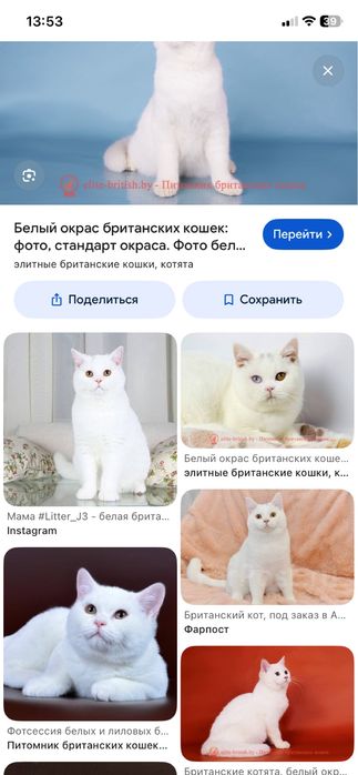 Краткошерски британец , отдам бесплатно