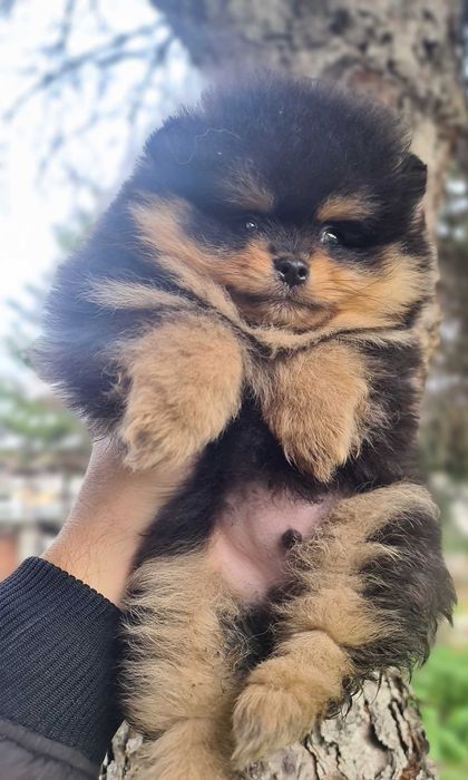 Померан померан.