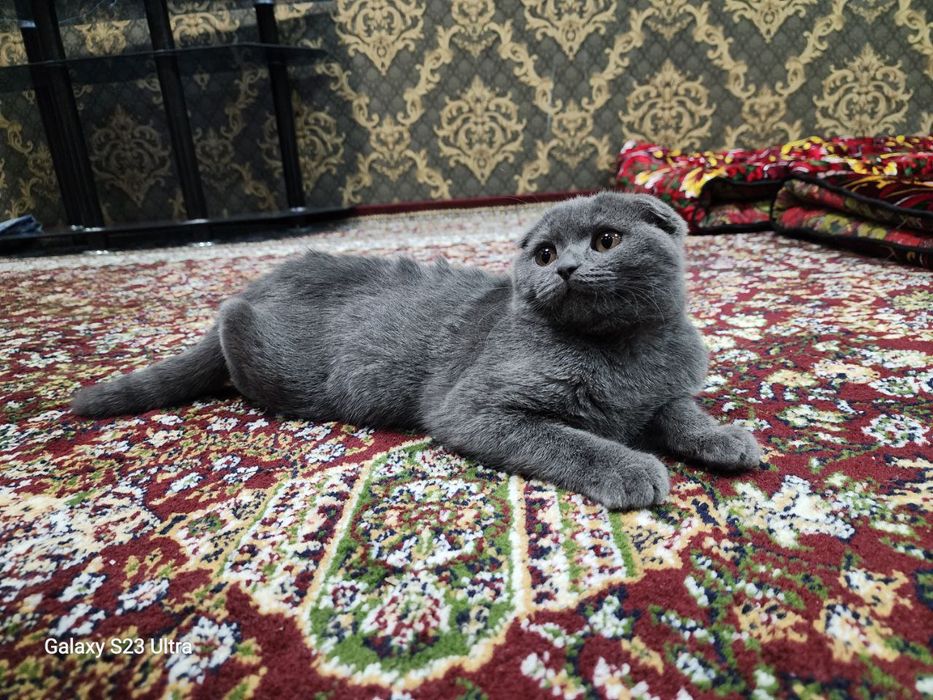 Шикарный шотландский вислоухий котенок (Скоттиш-фолд), 4 месяца