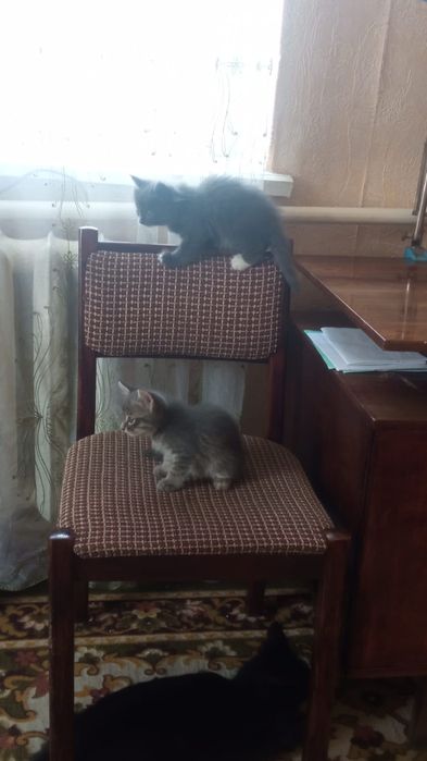 Котята  в добрые руки