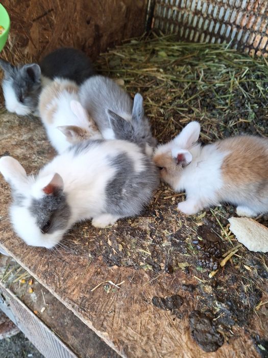 Iepurasi cap de leu pitic