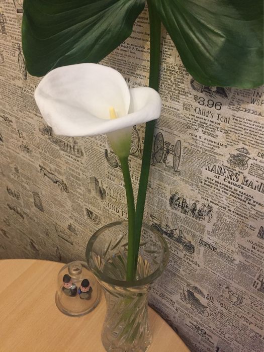 Цветок Калла (Белокрыльник)