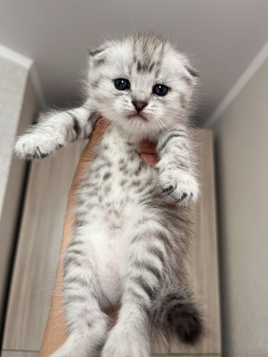 Котята породистые