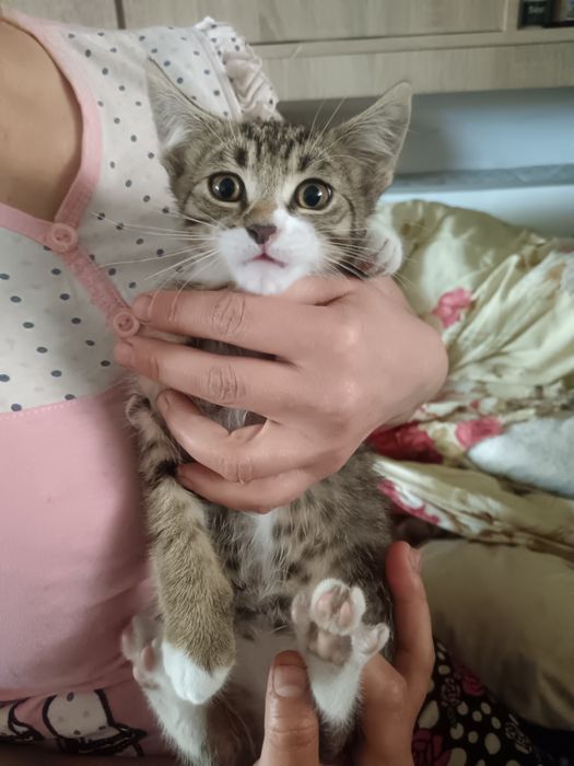 Donatie  pui de pisica