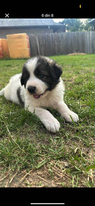 Caine ciobănesc vârstă 5 luni