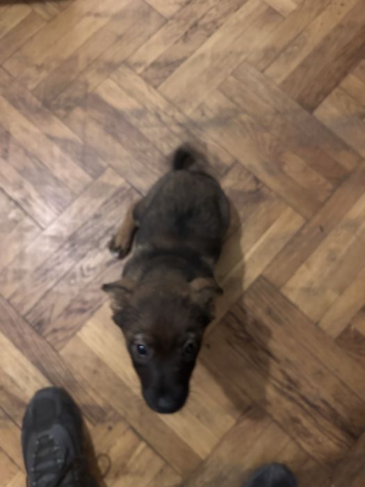 Cățelușa spre adoptie