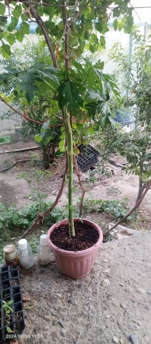 banan kivi zaytun  papaya guvava avakado dragon