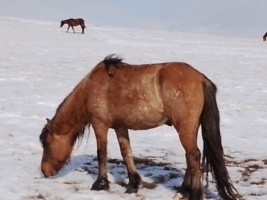 Продам жеребеца МЗ