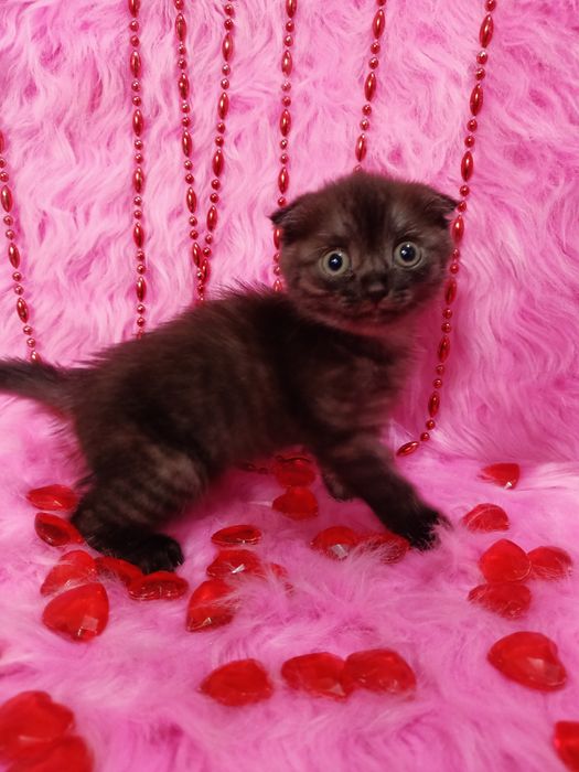 Продам шотландскую вислоухую девочку