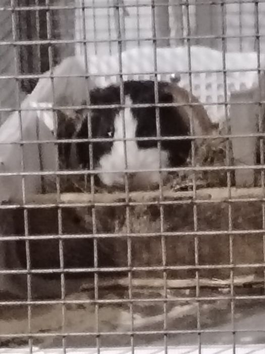 Продам морских свинок +клетка