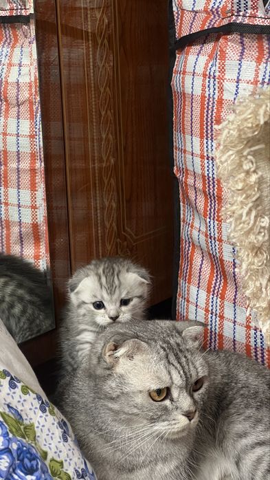 Шатлански кошка.