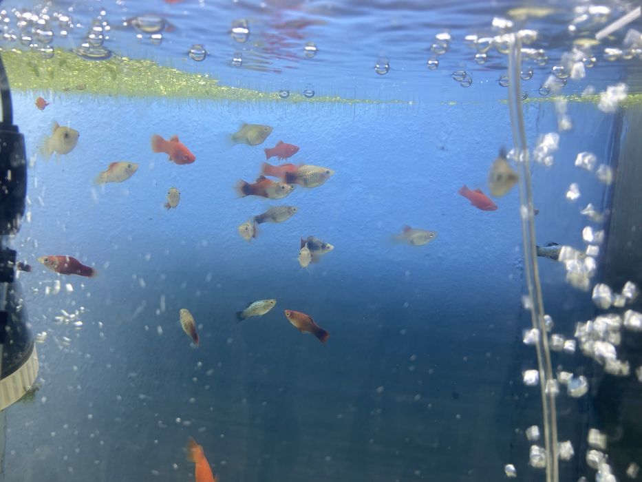 Балыктар сатылады