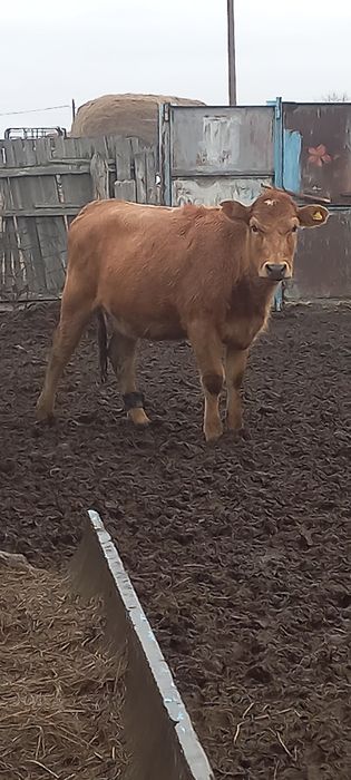 Продам телочек, паслись в степи