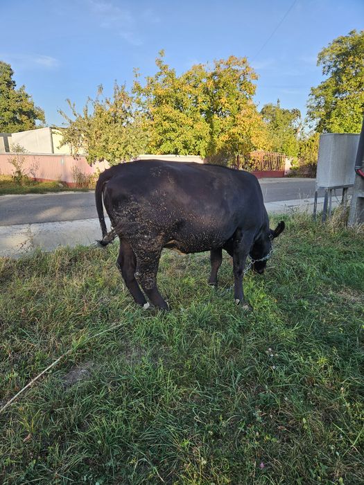 Vand 2 vaci tineret gestante Angus & Holstein