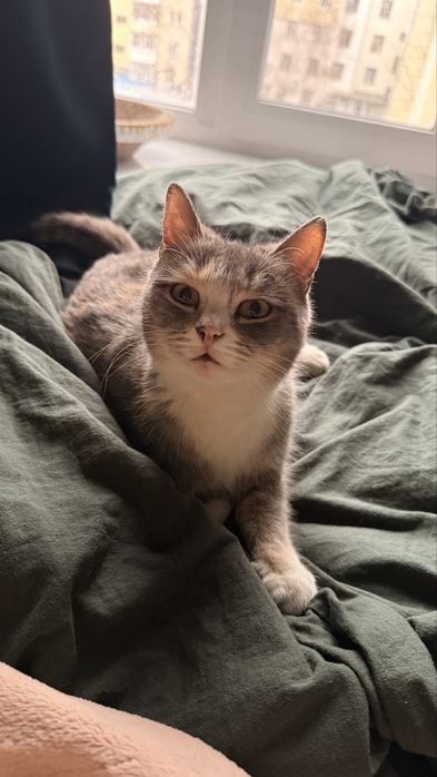 Кошечка отдам в добрые руки