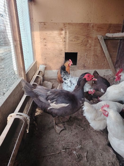 Продаю Индоуток|