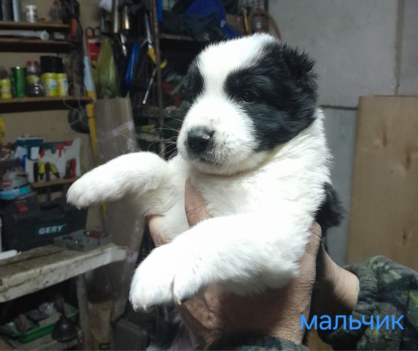 Щенок САО алабая