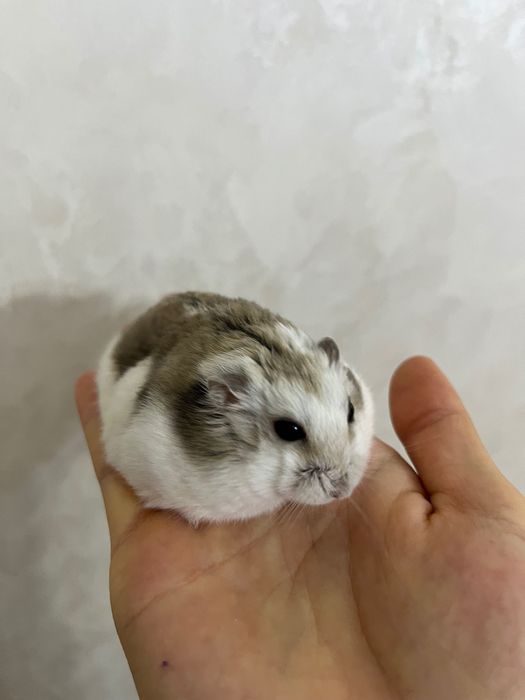 хомяк джунгарский