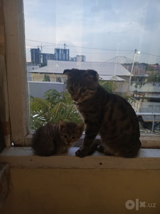 Отдам котенка в хорошие руки