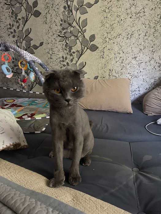 Отдам кота вислоухого