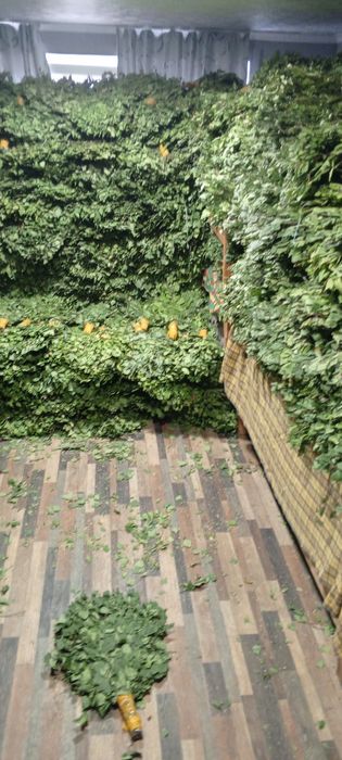 Веники берёзовые