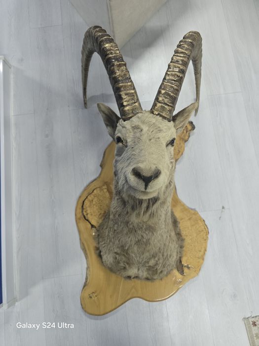 Чучело сибирского козла