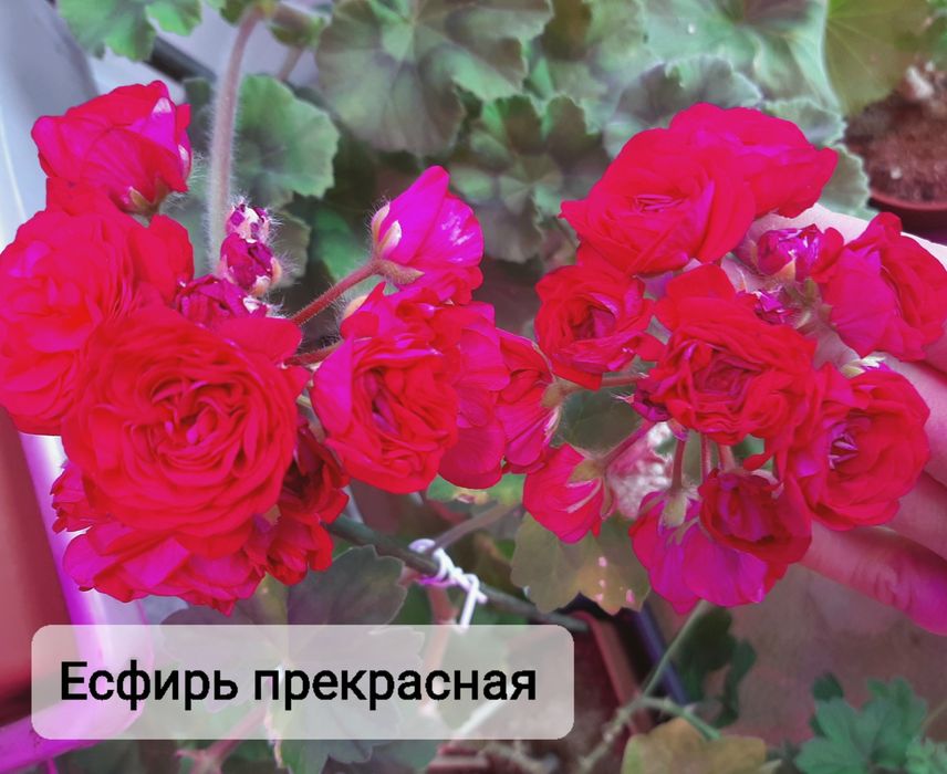 Укоренённые черенки сортовых пеларгоний