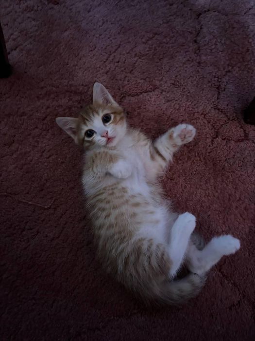 Котёнок в добрые руки