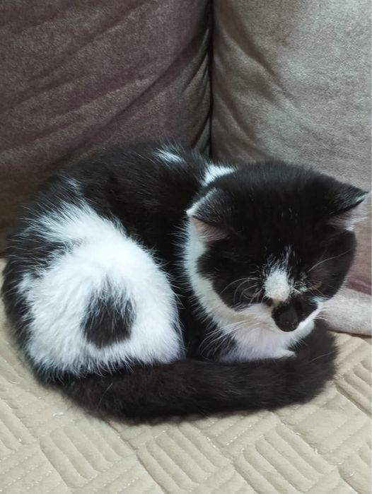 Отдам котенка мальчик