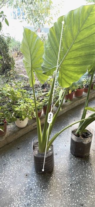 Арма,крупные ,красивые