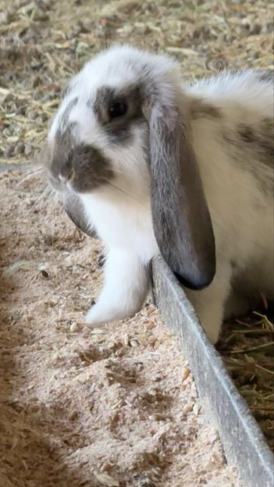 Домашние кролики