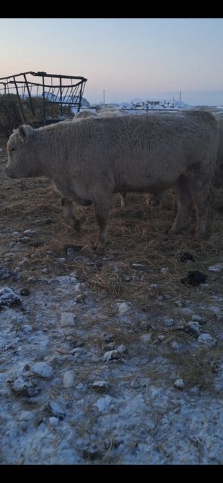 Продаются бычки 2-х годовалые и выше.