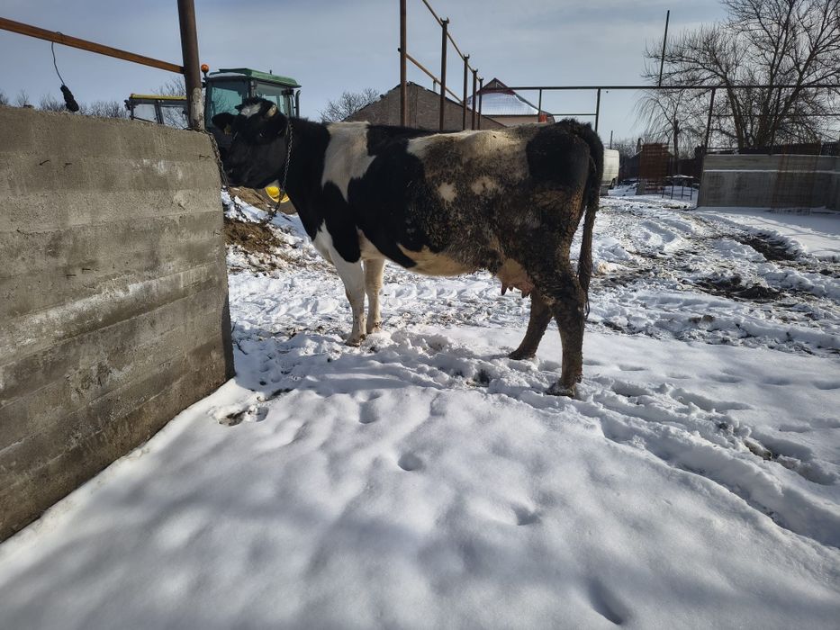 Vaca gestanta tanara