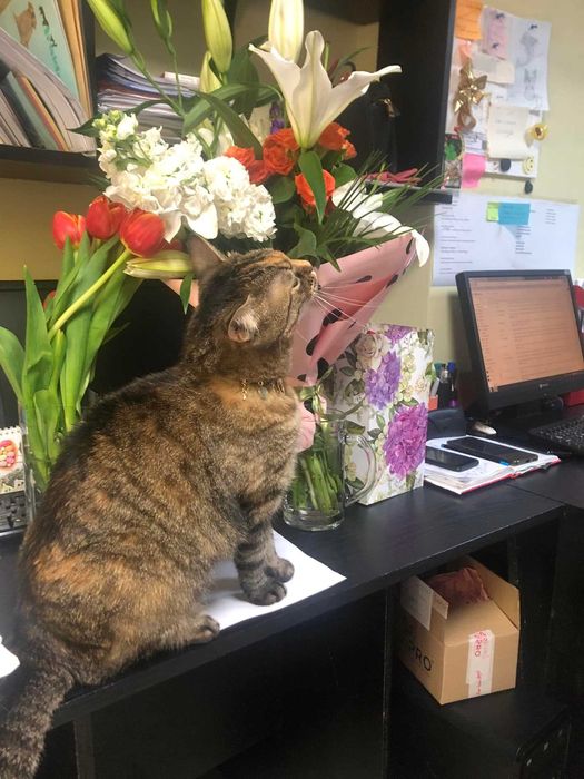 ANUNT IMPORTANT: se cauta stapan pentru o pisica cu personalitate mare