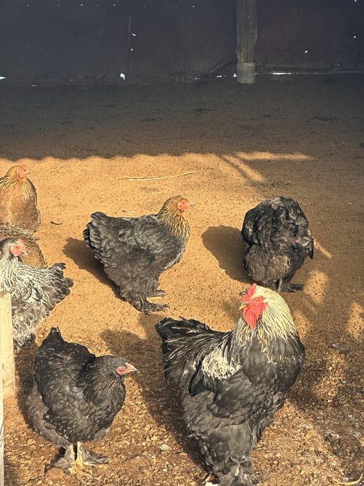 Продам петух курицы брам