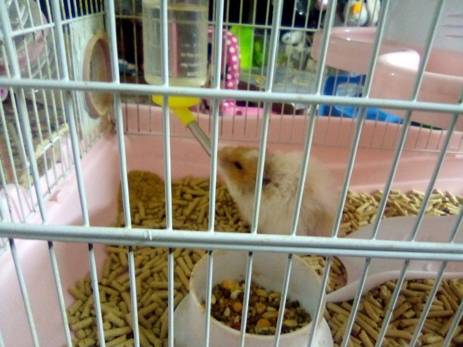 Серийский хомяк девочка и большая клетка