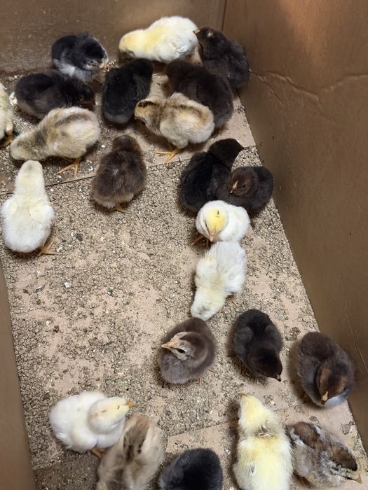 Цыплята под квочка