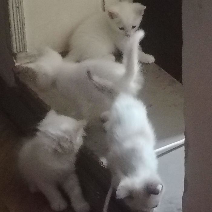 4котенка.отдаем даром