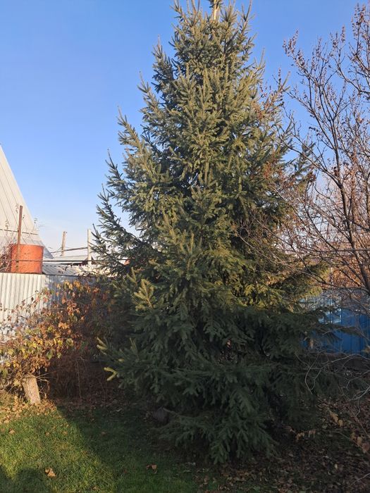 Продаётся ель живая