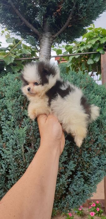 Померан мини мини