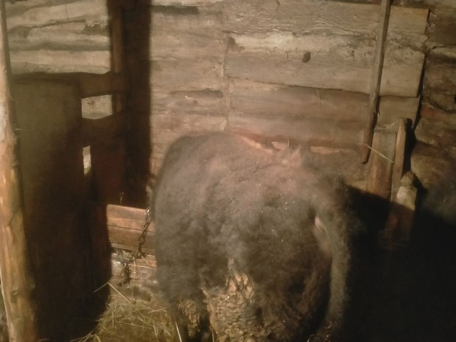 Продам бычка и телку