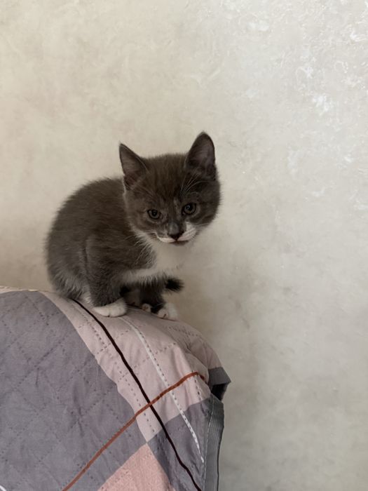 Отдам котят. Возраст 2 месяца