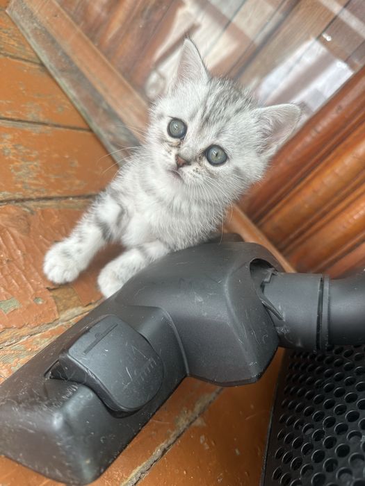 Котята Шотландской породы.