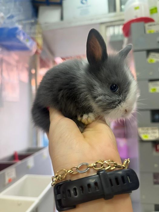 Iepuri pitici,  cap de leu minitoy, teddy