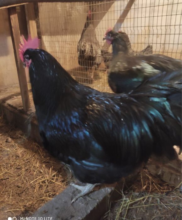 Инкубационные яйца