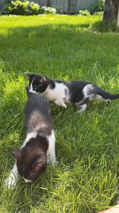 Отдам котят на усыновление