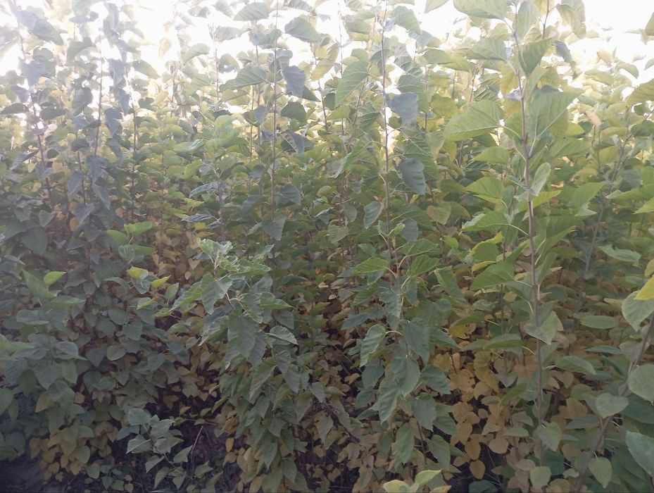 Tut kõchatlari 2 yillik