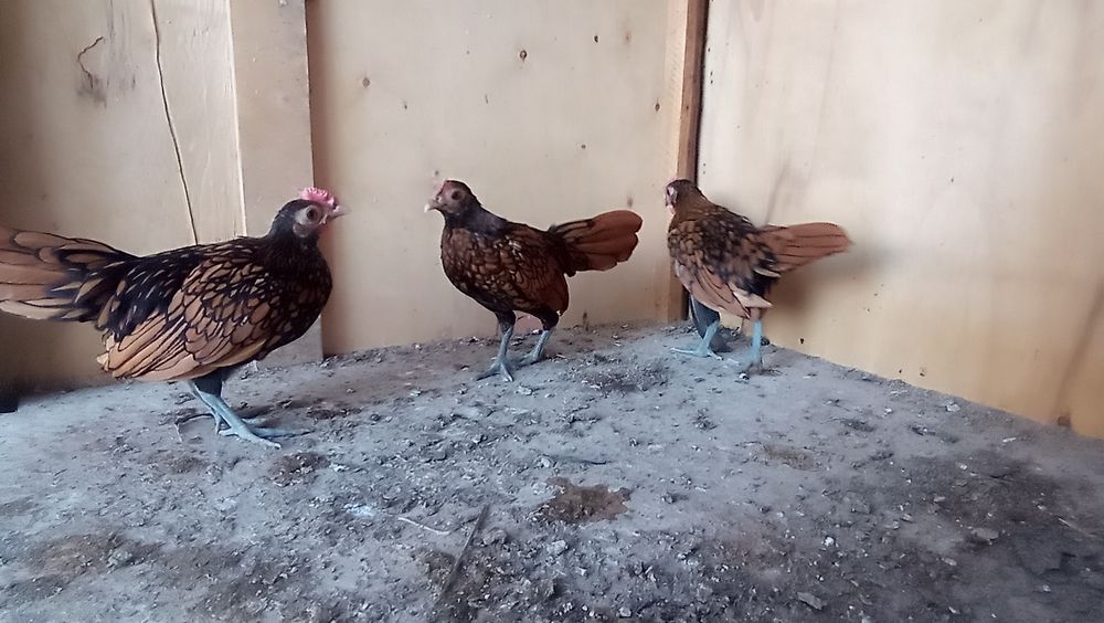 Sibrayt Jojaxorozlar sotiladi